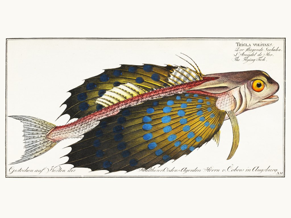 Detail of Trigla volitans. The Flying Fish. by Krüger