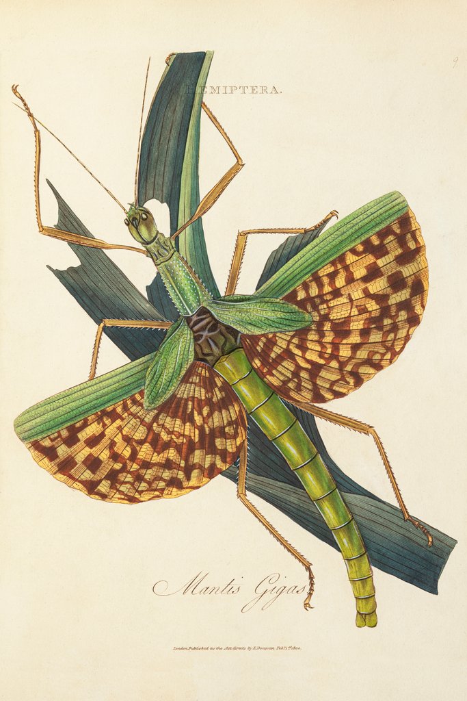 Detail of Mantis Gigas by Edward Donovan