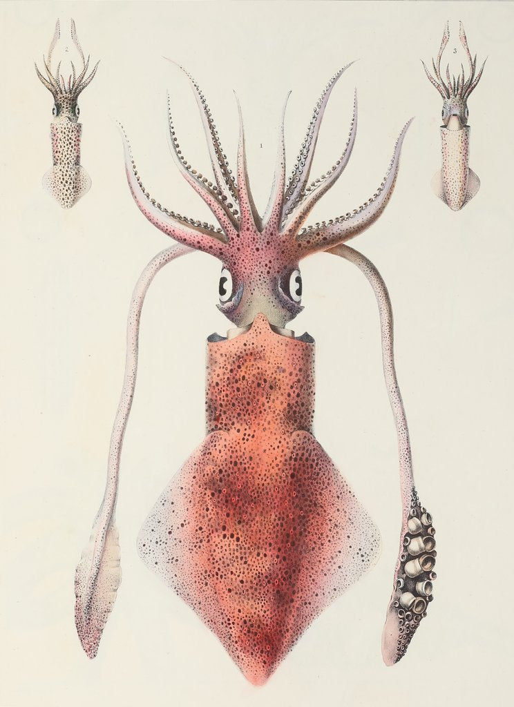 Detail of Loligo vulgaris Lamarck by Jean Baptiste Vérany