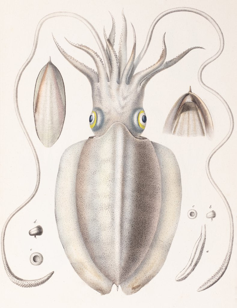 Detail of S. aculaeta, Van Hasselt by A. Maurevert