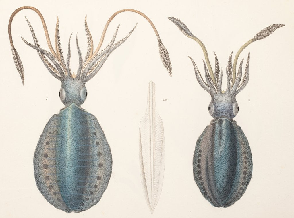 Detail of Fig. 1 S. lunulata Quoy; Fig 2 S. doreiensis Quoy by Antoine Chazal