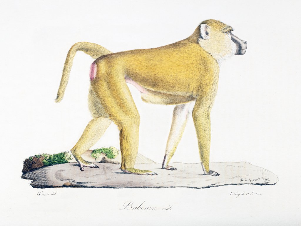 Detail of Babouin male by Jean Charles Werner