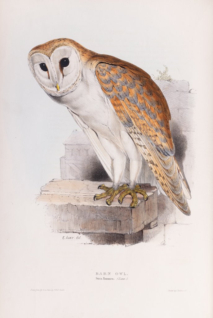 Detail of Barn Owl; Strix flammea (Linn.) by Edward Lear
