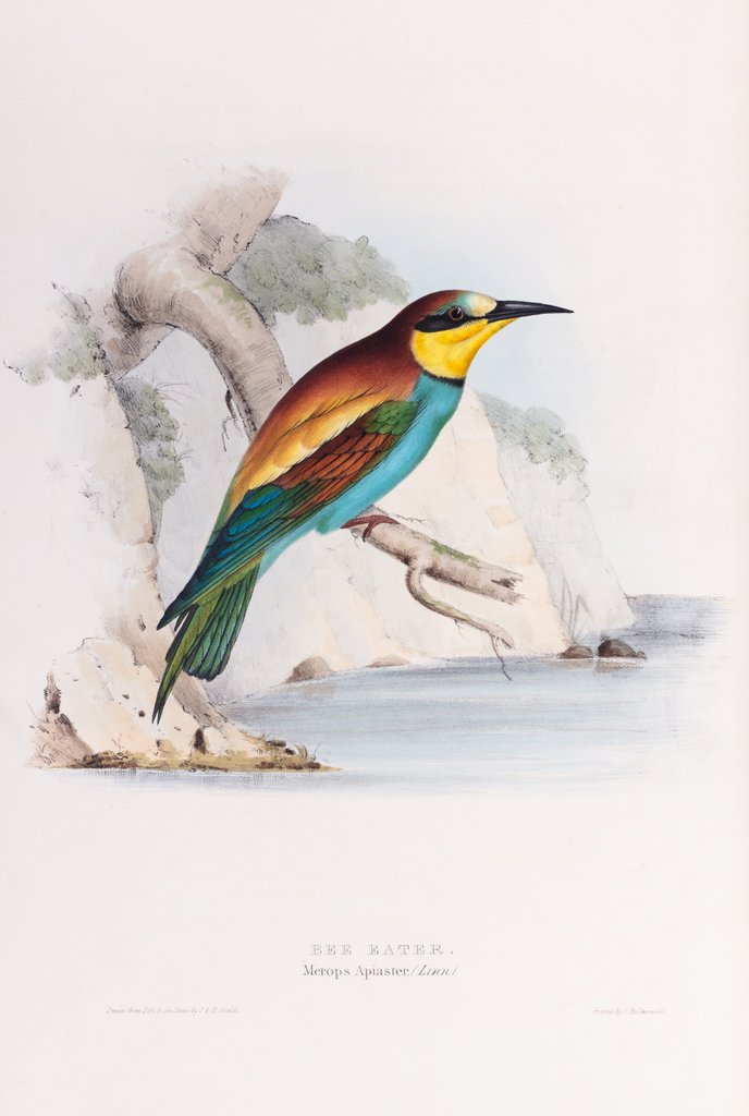 Detail of Bee Eater; Merops apiaster (Linn.) by John and Elizabeth Gould