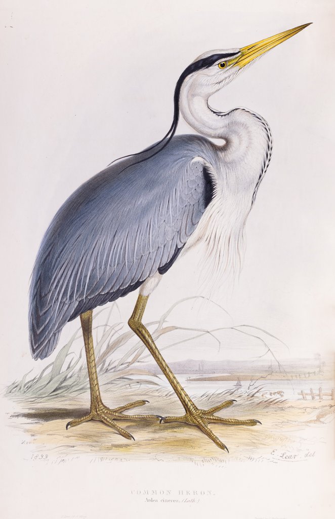 Detail of Common Heron; Arder cinerea (Lath.) by Edward Lear