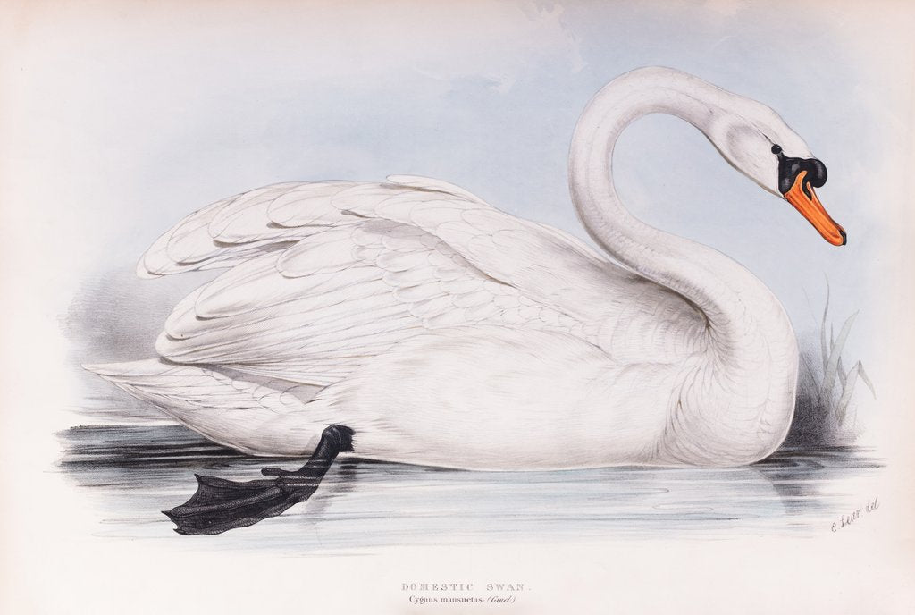 Detail of Domestic Swan; Cygnus mansuetus (Gmel.) by Edward Lear