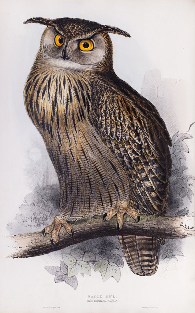 Detail of Eagle Owl; Bubo maximus (Sibbald) by Edward Lear
