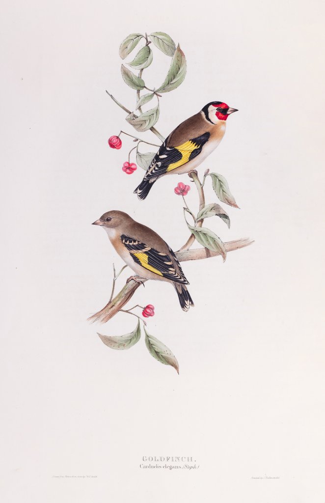 Detail of Goldfinch; Carduelis elegnas (Steph.) by John and Elizabeth Gould