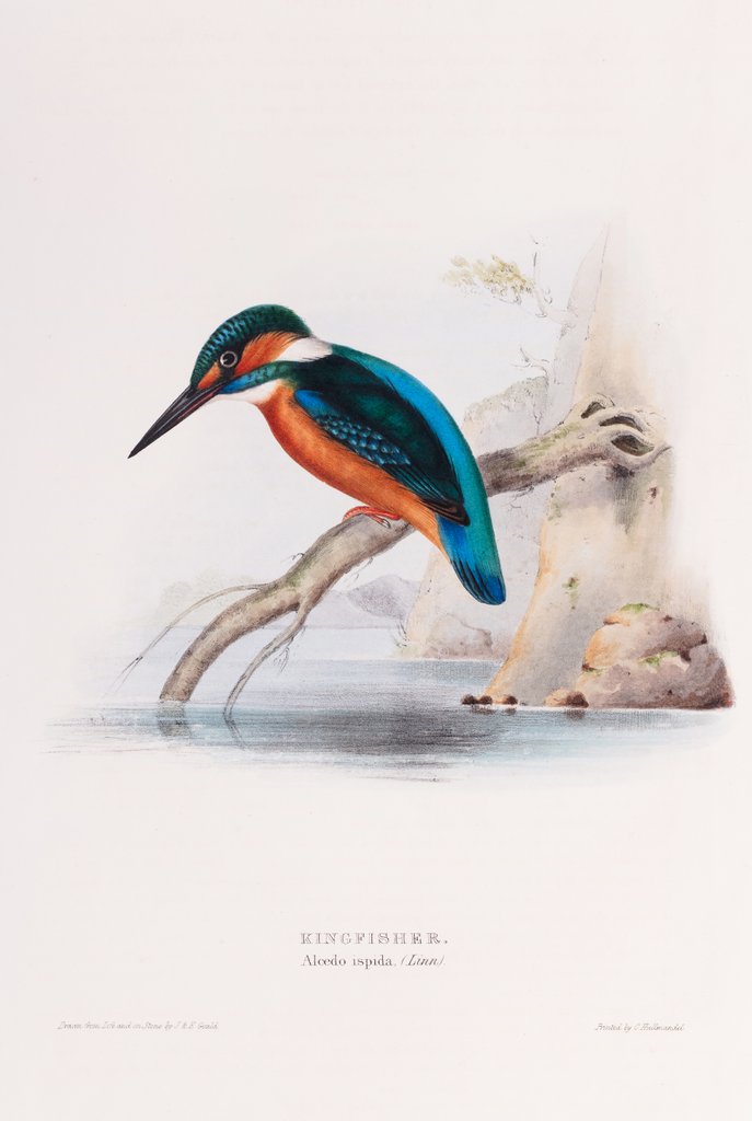 Detail of Kingfisher; Alcedo ispida (Linn.) by John and Elizabeth Gould