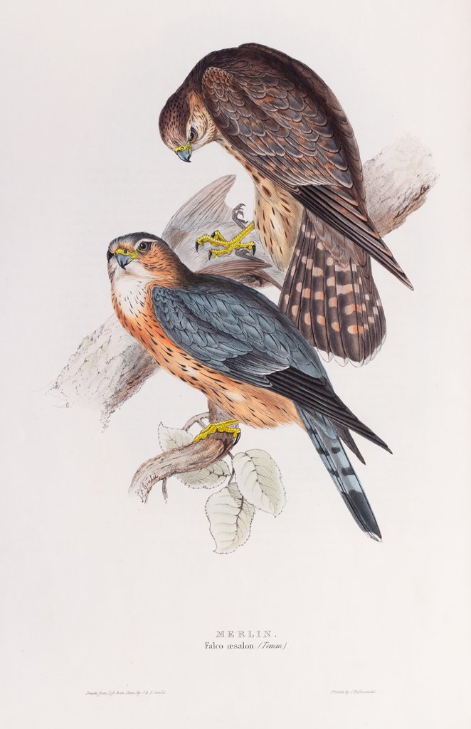 Detail of Merlin; Falco aeselon (Temm.) by John and Elizabeth Gould