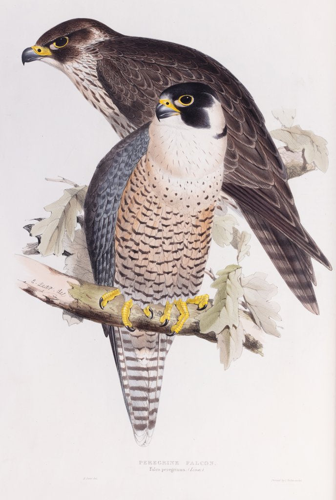 Detail of Peregrine Falcon; Falco peregrinus (Linn.) by Edward Lear