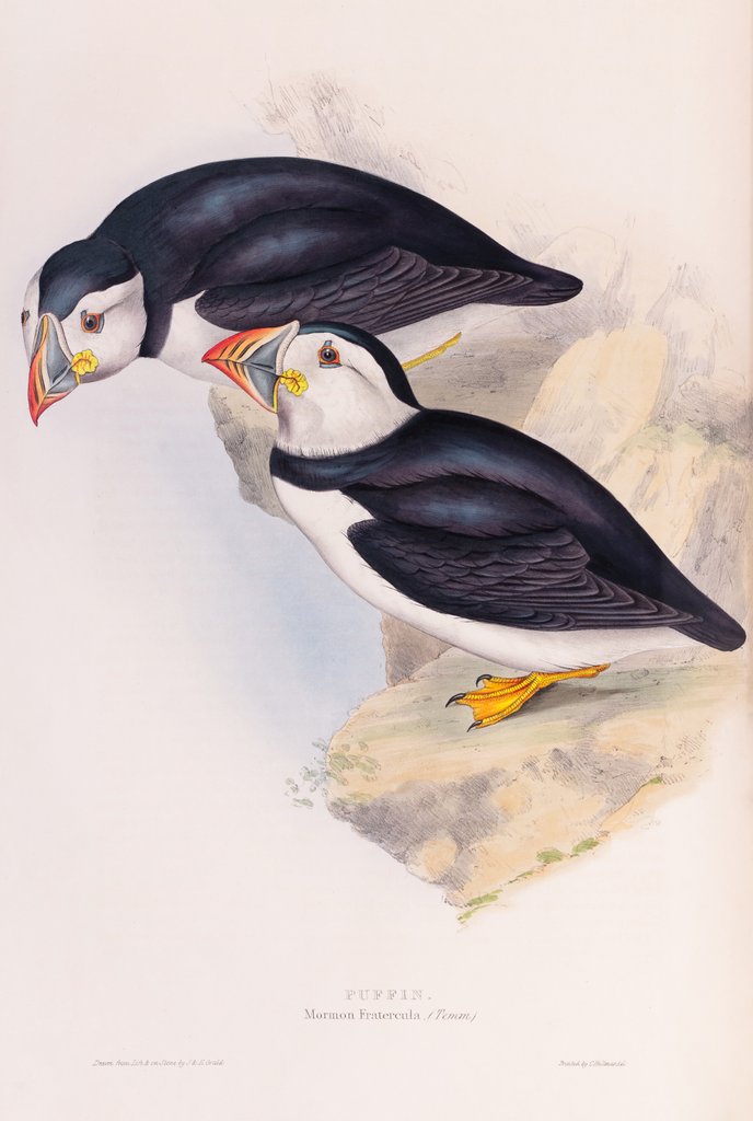 Detail of Puffin; Mormon fratercula (Temm.) by John and Elizabeth Gould