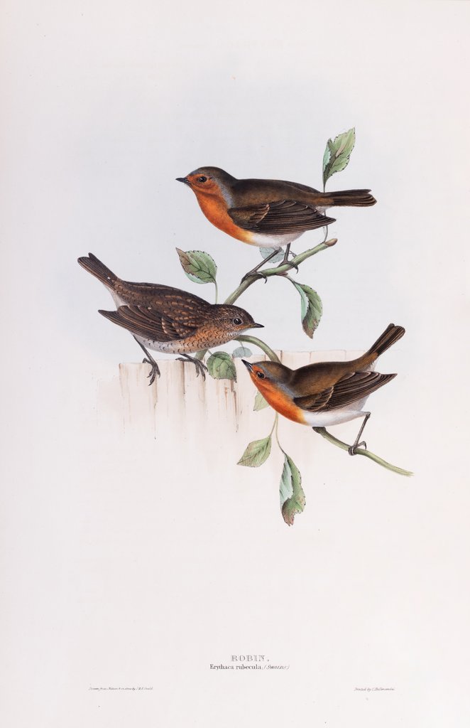 Detail of Robin; Erythaca rubecula (Swains.) by John and Elizabeth Gould