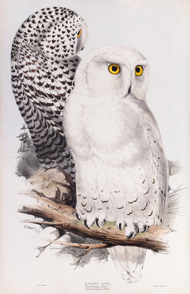Detail of Snowy Owl; Strix nyctia (Linn.); Surnea nyctia (Dum.) by Edward Lear