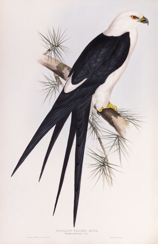 Detail of Swallow Tailed Kite; Nauclerus fercatus (Vig.) by John and Elizabeth Gould