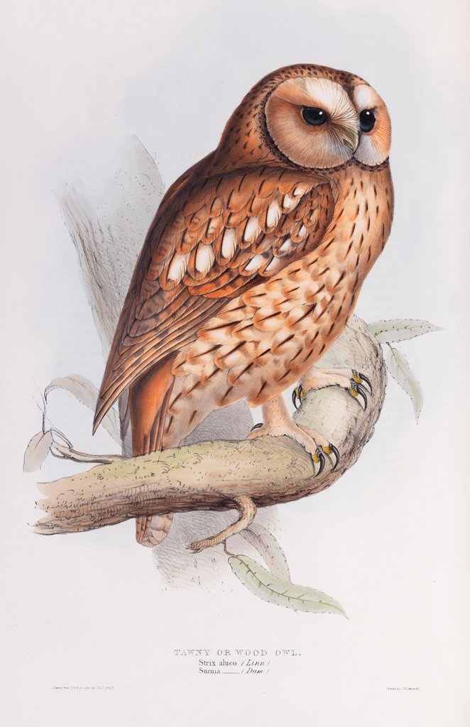 Detail of Tawny or Wood Owl; Strix aluco (Linn.); Surnia (Dum.) by John and Elizabeth Gould