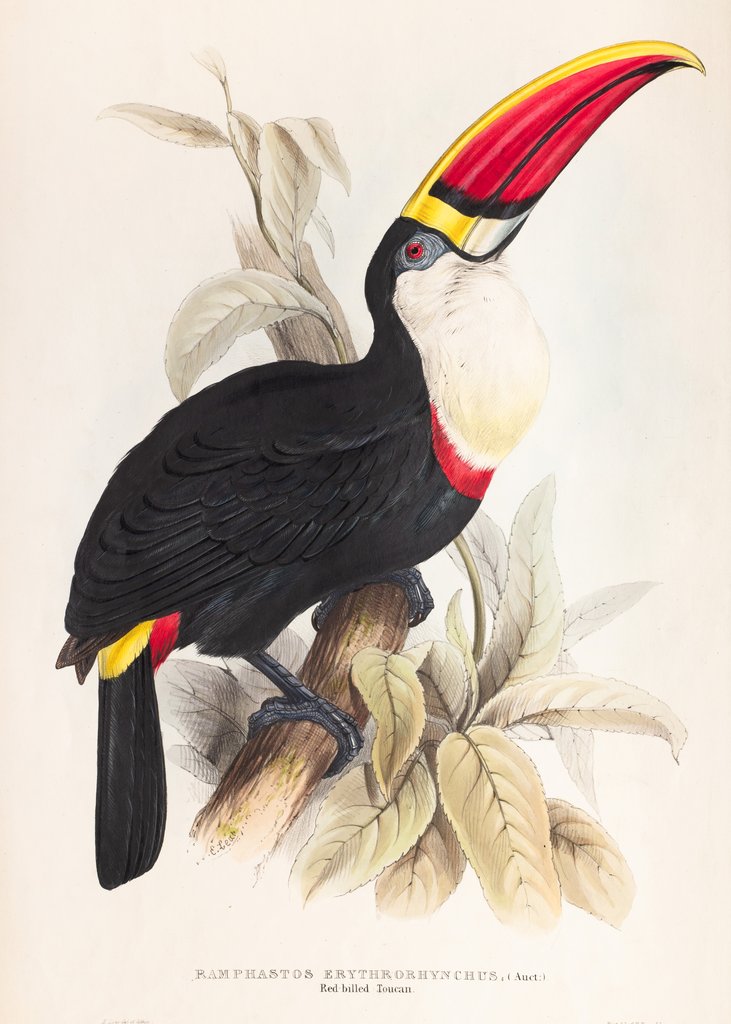 Detail of Ramphastos erythrorhynchus; (Auct:) Red-billed Toucan. by Edward Lear