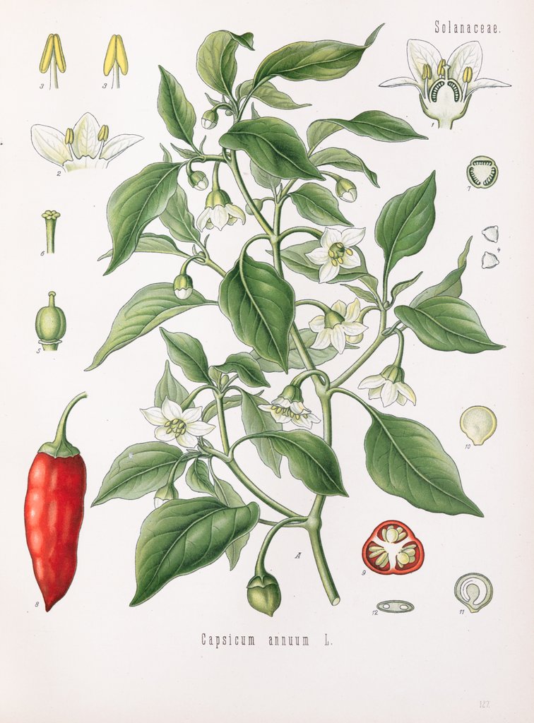 Detail of Capsicum annuum L. by Unknown