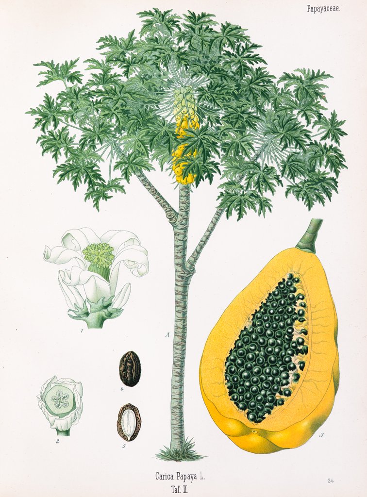 Detail of Carica papaya L. by Walther Otto Müller