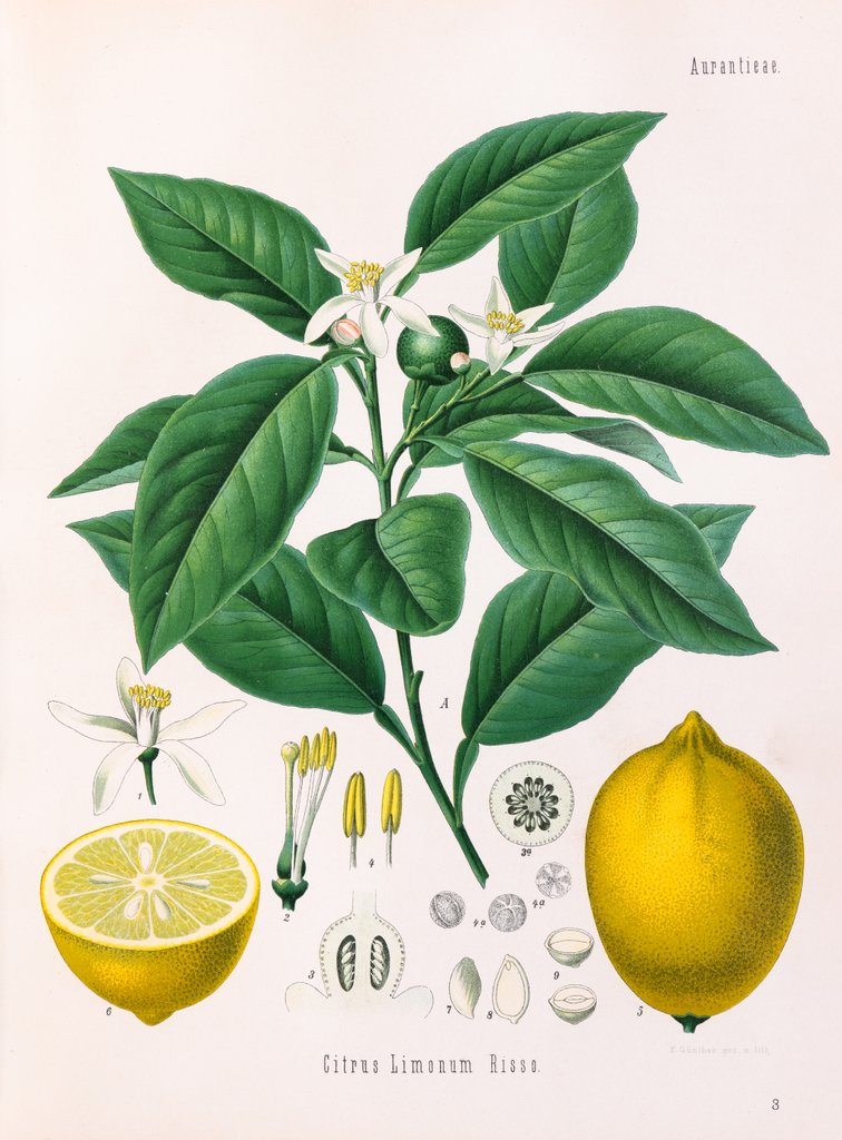 Detail of Citrus limonum Risso by E. Gunther