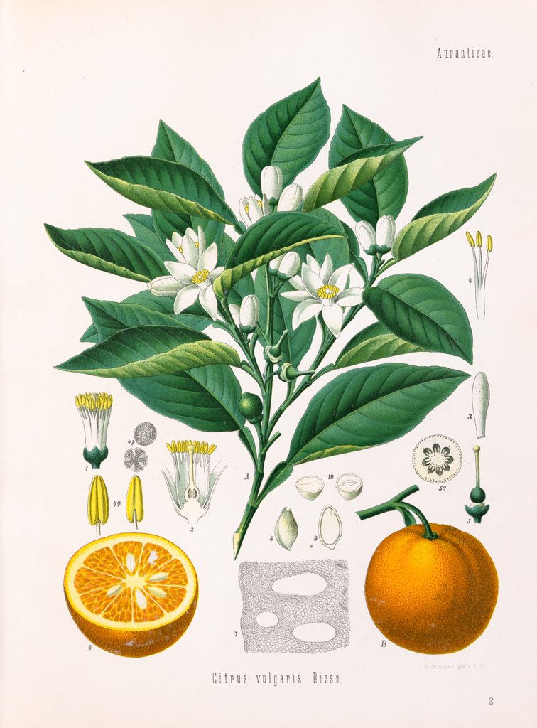 Detail of Citrus vulgaris Risso by E. Gunther