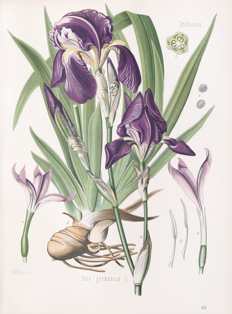 Detail of Iris germanica L. by Walther Otto Müller