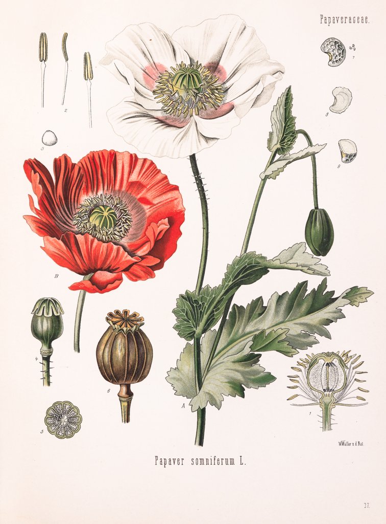 Detail of Papaver somniferum L. by Walther Otto Müller