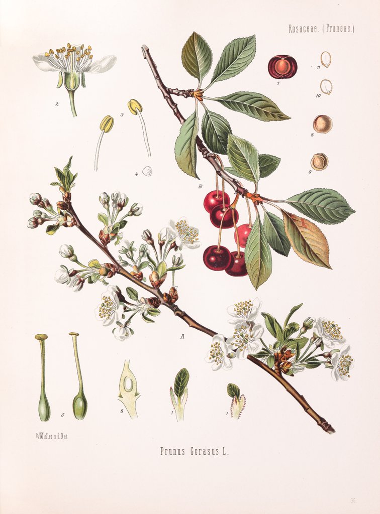 Detail of Prunus cerasus L. by Walther Otto Müller