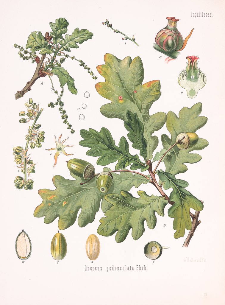 Detail of Quercus pedunculata Erhr. by Walther Otto Müller