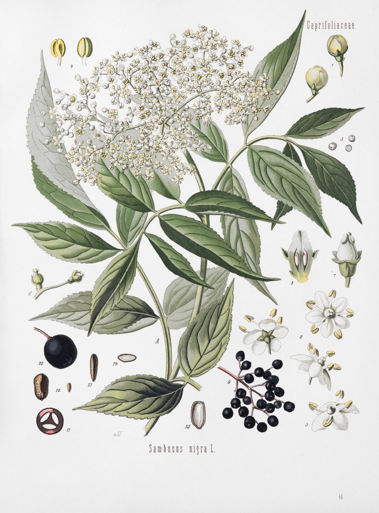 Detail of Sambucus nigra L. by Walther Otto Müller