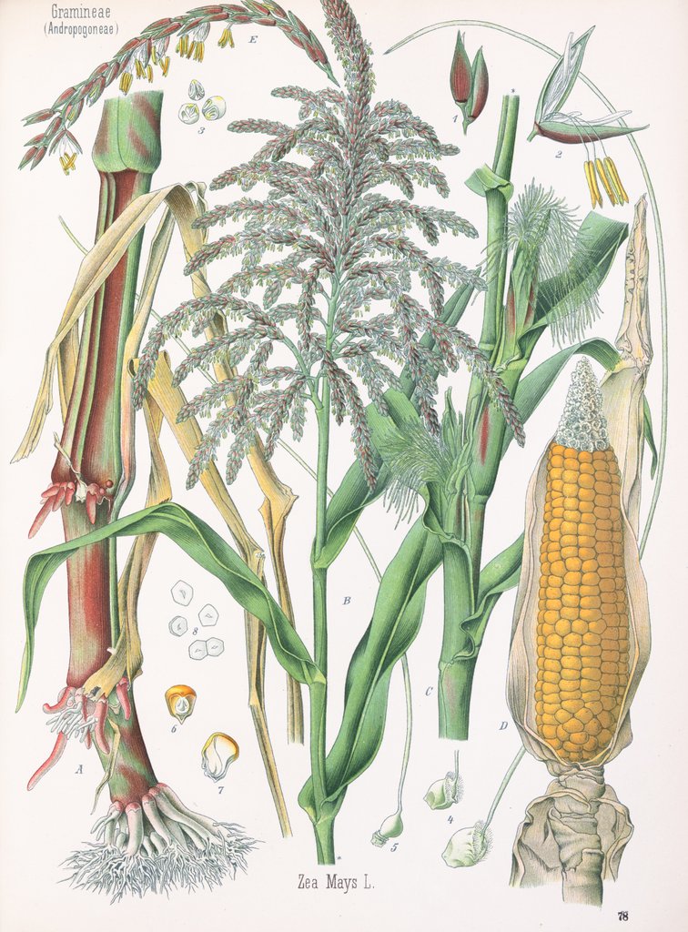Detail of Zea mays L. by Unknown