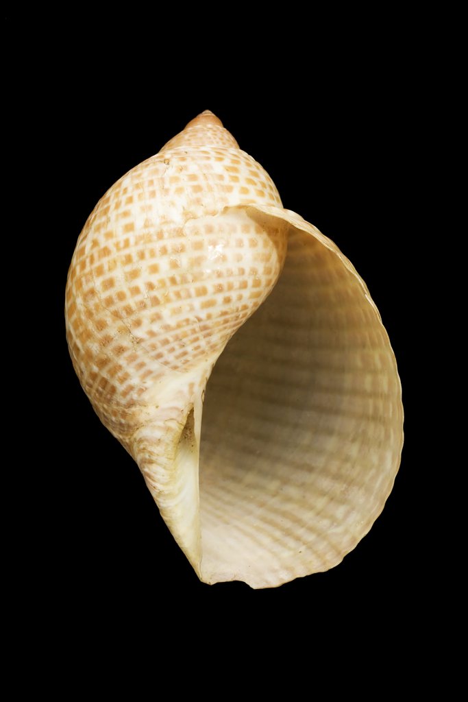 Detail of Buccinum perdix by The Linnean Society of London