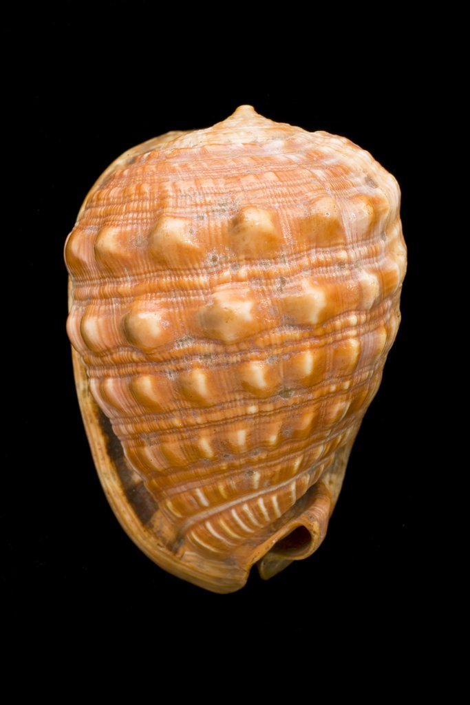 Detail of Buccinum rufum by The Linnean Society of London