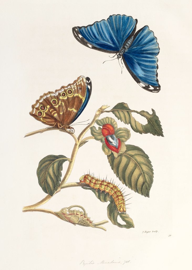 Detail of [Papilio Menelaus] by Maria Sibylla Merian