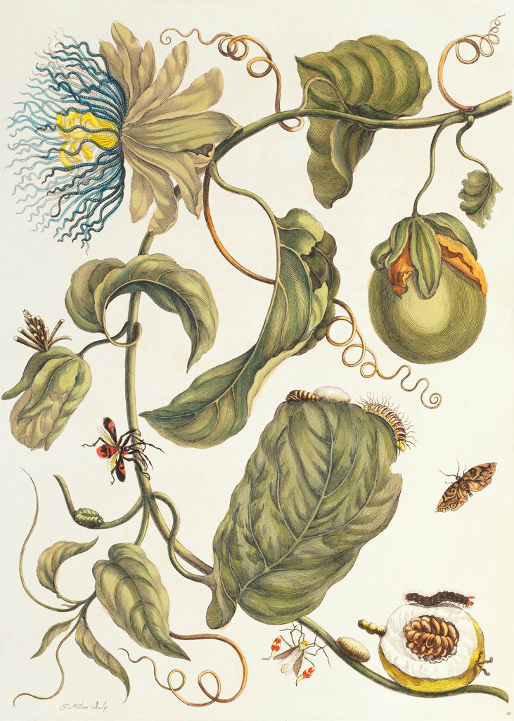 Detail of [Marquiaas] by Maria Sibylla Merian