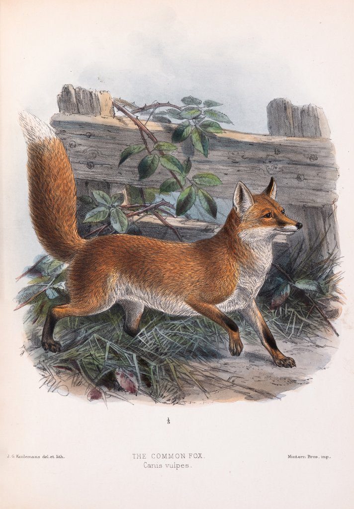 Detail of The Common Fox; Canis vulpes by John Gerrard Keulemans