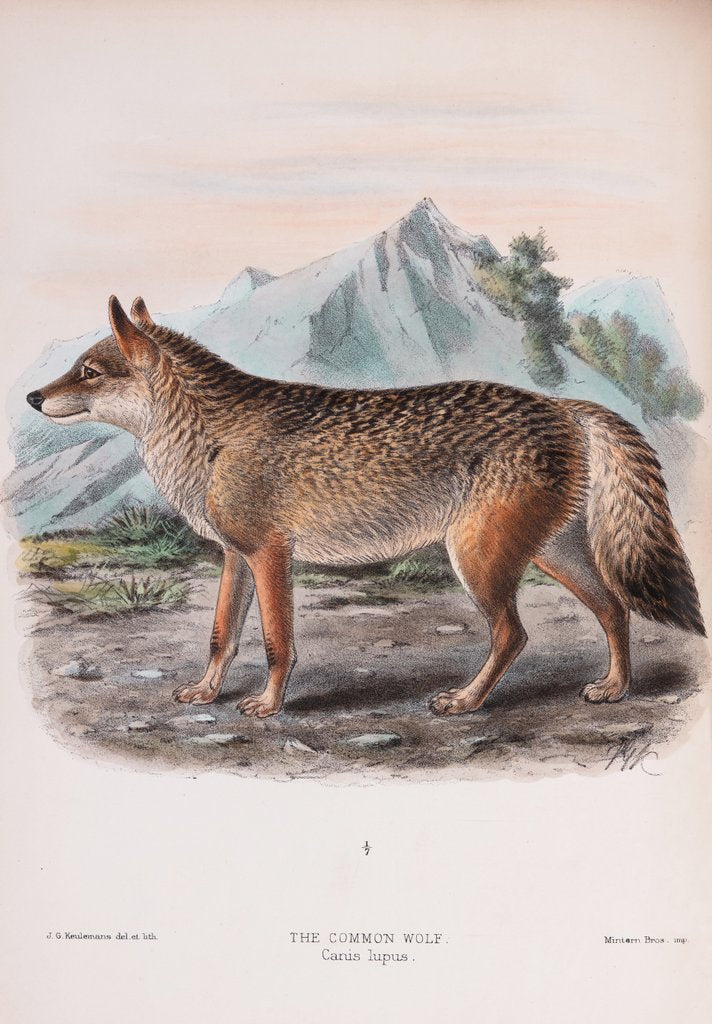 Detail of The Common Wolf; Canis lupus by John Gerrard Keulemans