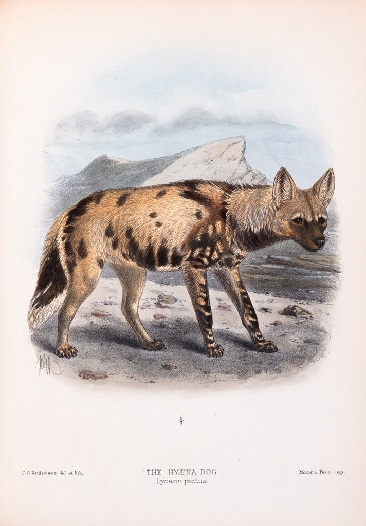 Detail of The Hyaena Dog; Lycaon pictus by John Gerrard Keulemans