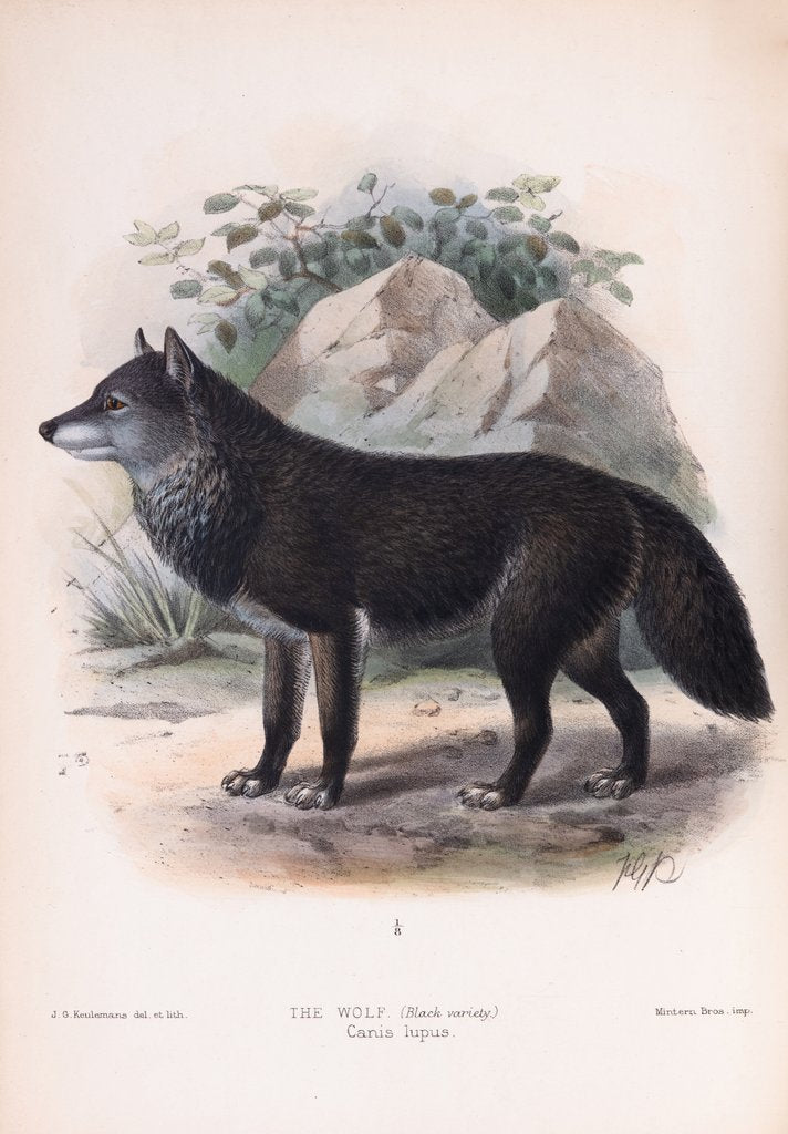 Detail of The Wolf (black variety); Canis lupus by John Gerrard Keulemans
