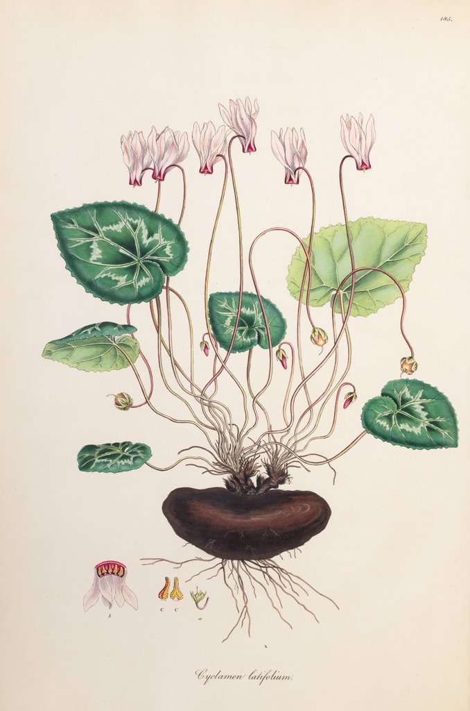 Detail of Cyclamen latifolium by Ferdinand Bauer