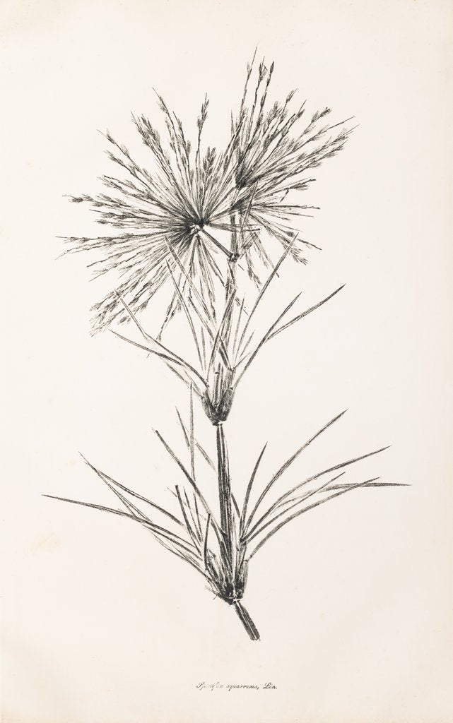 Detail of Spinifex squarosus by Henry Smith
