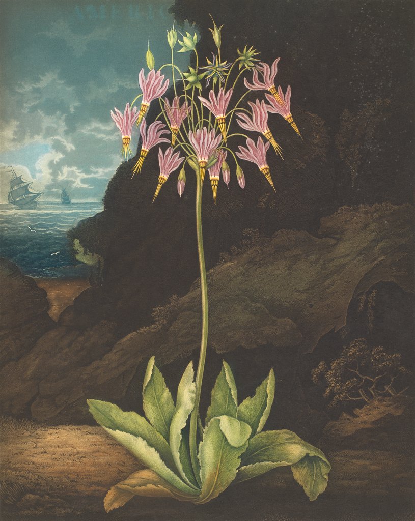 Detail of The American Cowslip by Peter Henderson