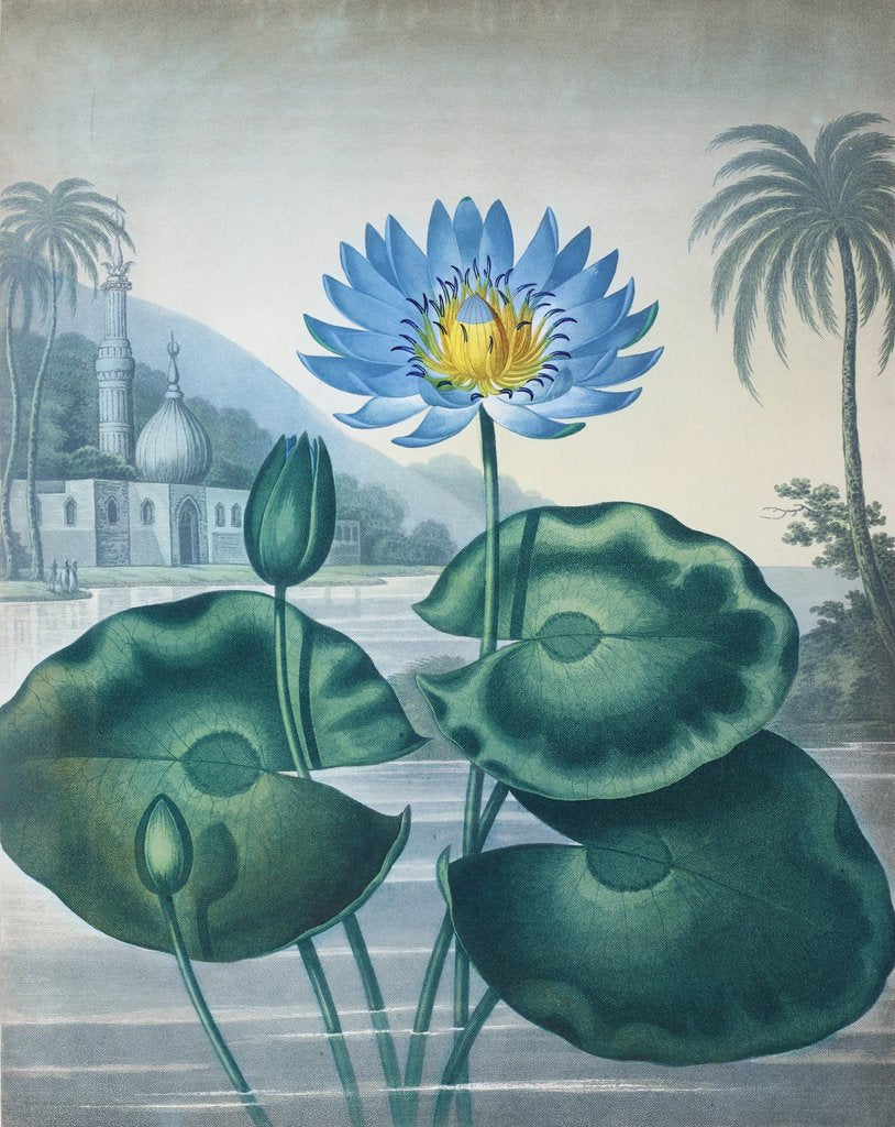 Detail of The Blue Egyptian Water-Lily by Peter Henderson