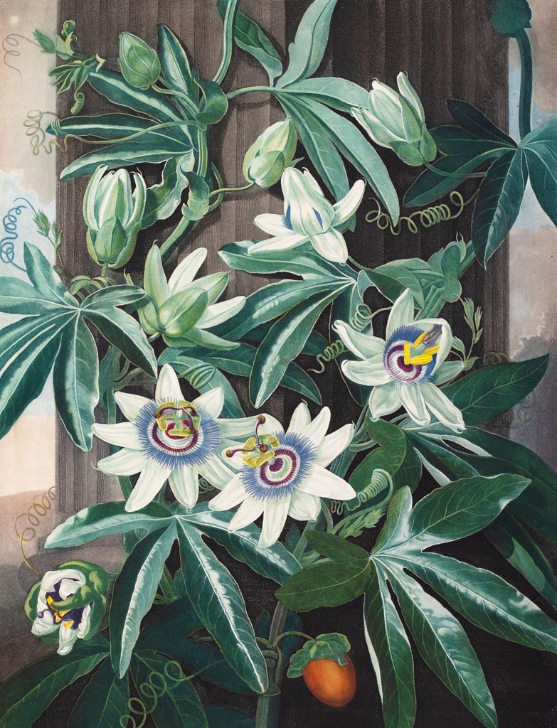 Detail of The Blue Passion Flower by Philip Reinagle