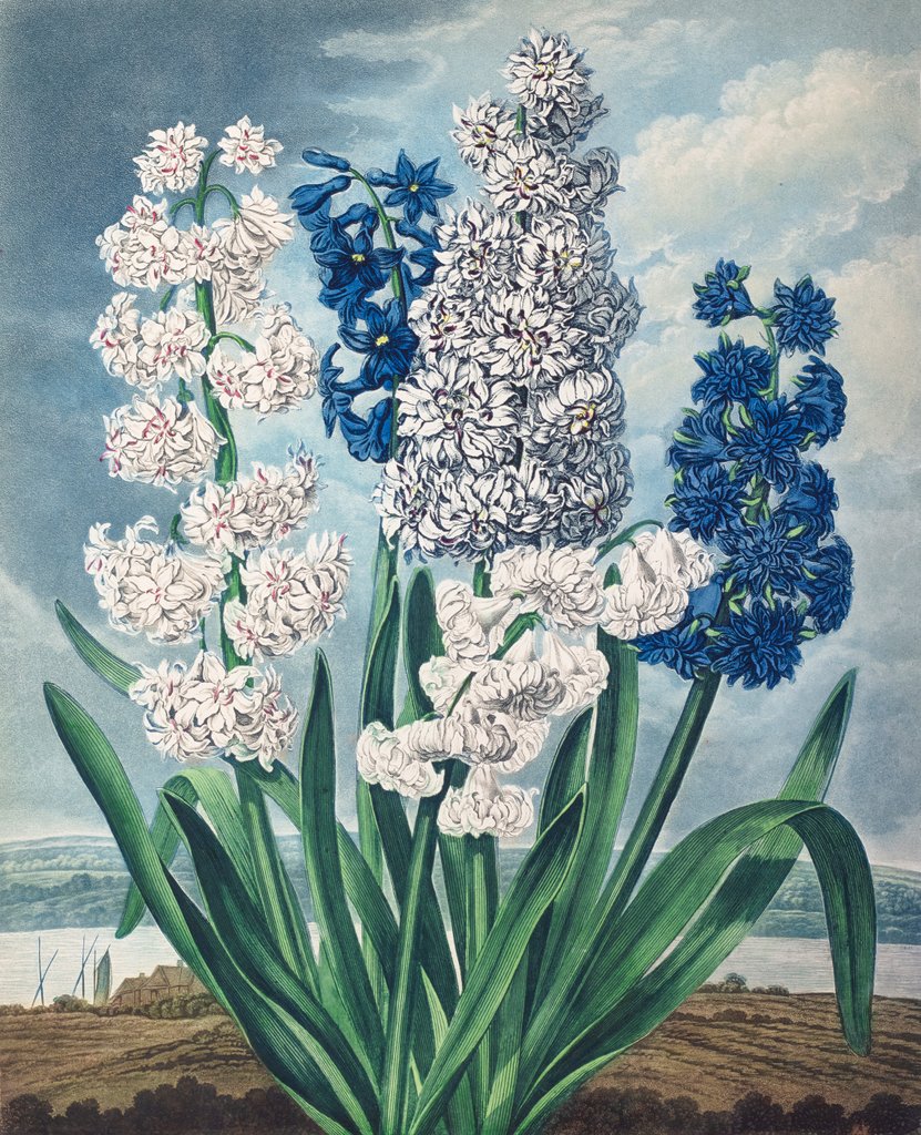 Detail of Hyacinths by Sydenham Edwards