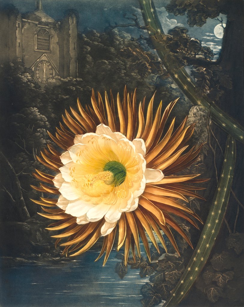 Detail of The Night-Blowing Cereus by Philip Reinagle
