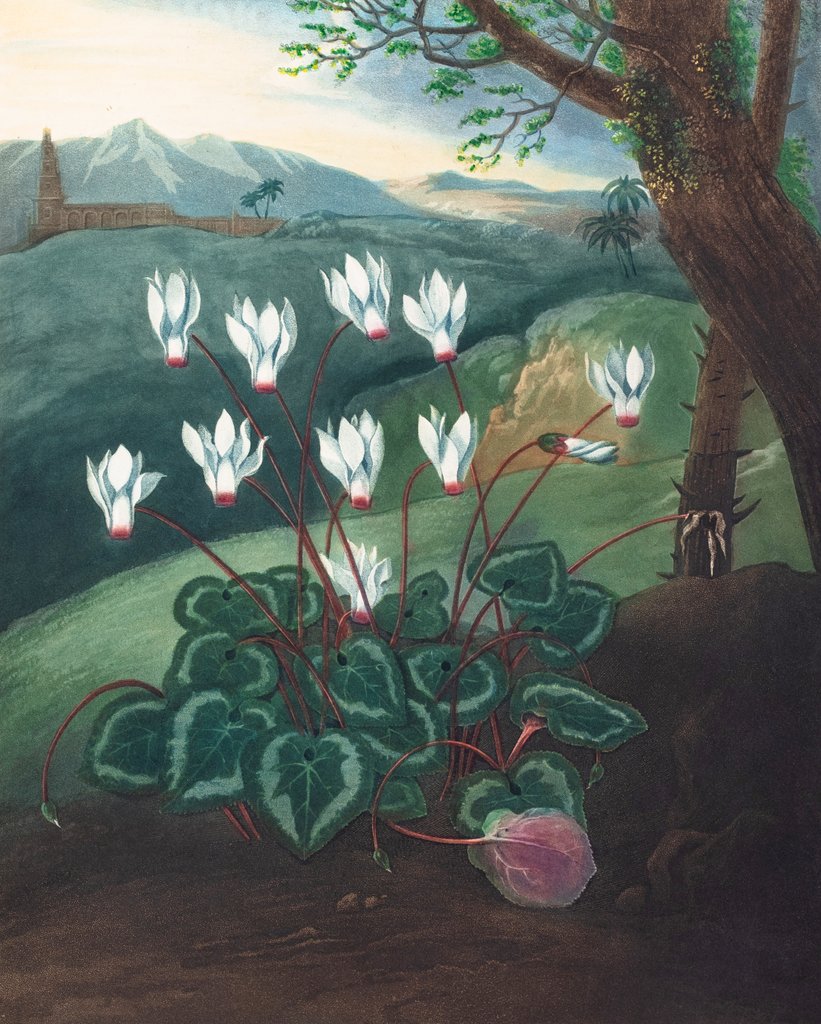Detail of The Persian Cyclamen by Abraham Pether