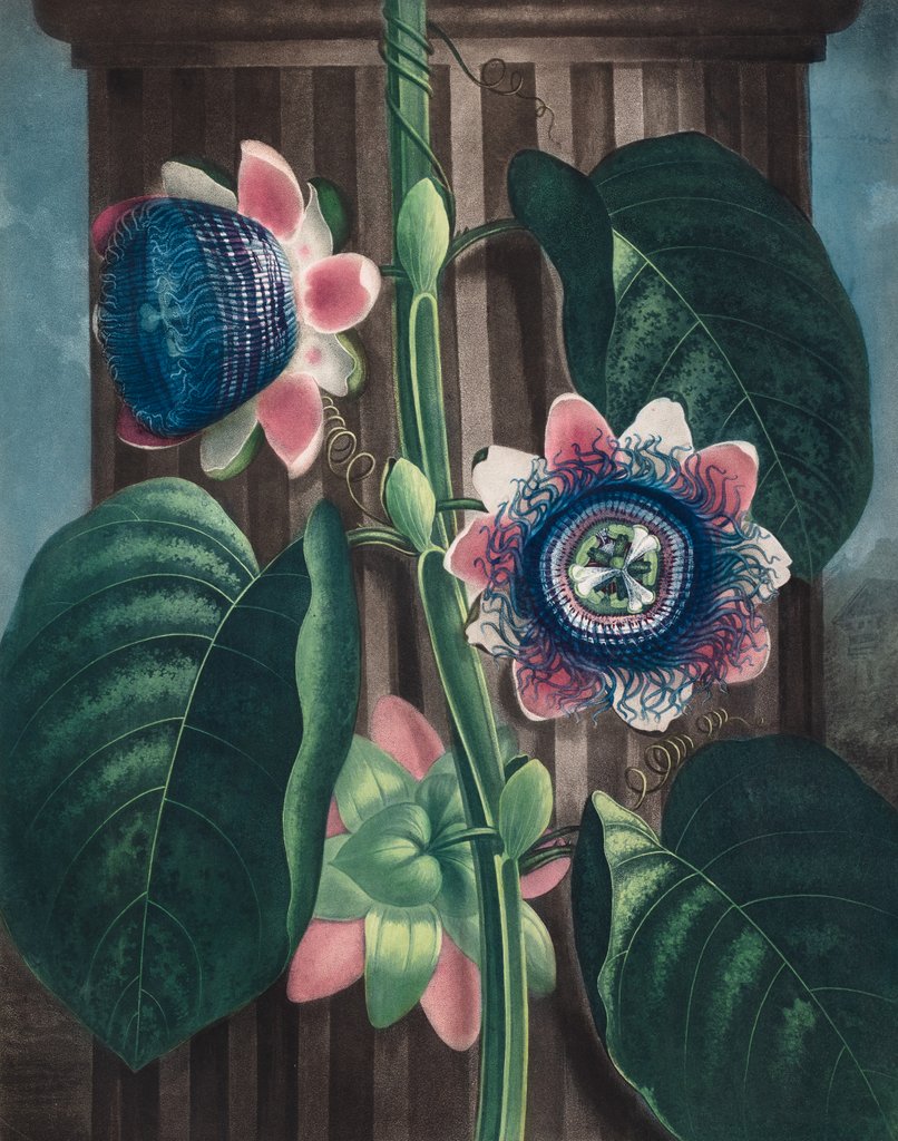 Detail of The Quadrangular Passion-flower by Peter Henderson