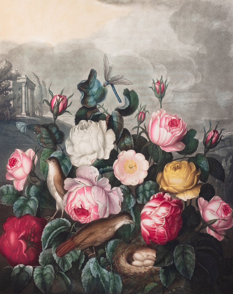 Detail of Roses by Robert John Thornton