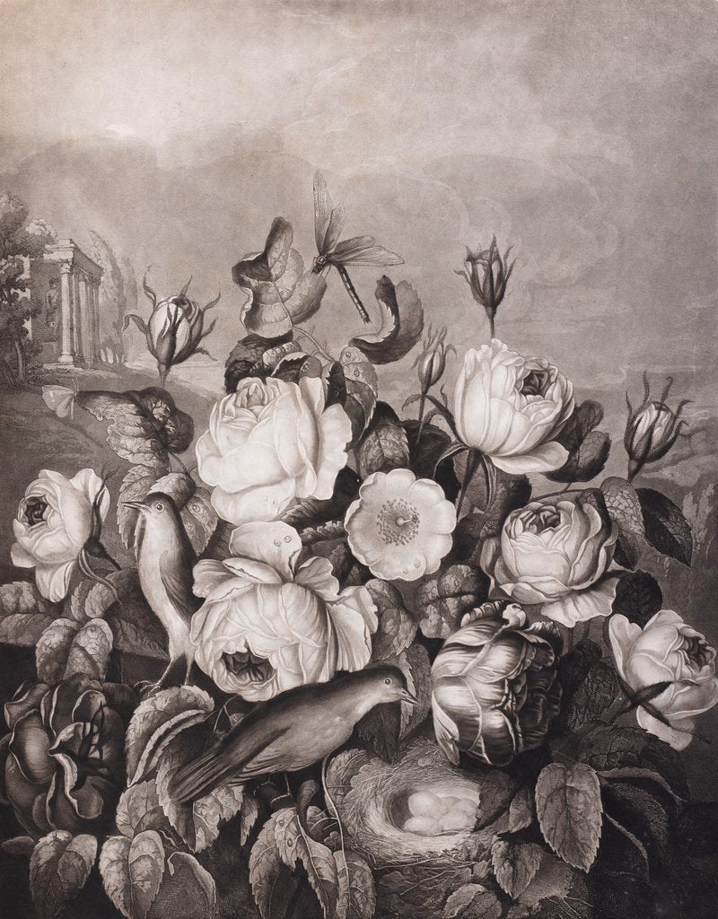 Detail of Roses by Robert John Thornton